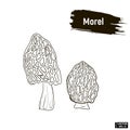 Outline mushrooms, morel sketch