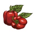 Vector image of paprika pepper plant. Sketch.