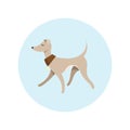 Vector Image With Pretty Walking Italian Greyhound