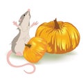 Vector image of a rat sitting near large pumpkins Royalty Free Stock Photo