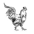 Vector image of a rooster. Agricultural illustration. Domestic bird.