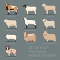 Set of flat polygonal breeds of sheep icons