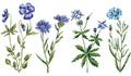 Vector image of set various drawn blue wildflowers