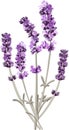 vector image of several sprigs of lavender in a bright color