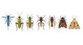 Variety of Insects: Detailed Vector Illustration on White Background Royalty Free Stock Photo