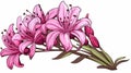 Colorful Cartoon Lily Clip Art On White Background