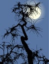 Vector image of silhouette crooked old dry tree in moonlit night Royalty Free Stock Photo
