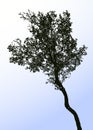 Vector image of silhouette deciduous tree against blue sky Royalty Free Stock Photo