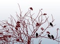 Vector image of silhouettes birds on fruit bush branches against snow lawn