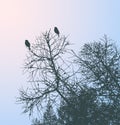 Vector image of silhouettes birds sitting on tree branches on winter day Royalty Free Stock Photo