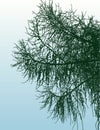 Vector image of silhouettes branches of coniferous tree