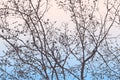 Vector image of silhouettes branches deciduous trees in spring morning