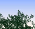 Vector image of silhouettes branches of spruce tree against morning sky Royalty Free Stock Photo