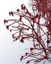 Vector image of silhouettes branches wild rose on snowy lawn on winter frosty day