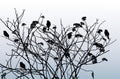 Vector image of silhouettes fruit bush branches with birds in winter
