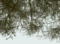 Vector image of silhouettes of pine branches in cold season Royalty Free Stock Photo