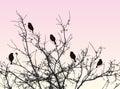Vector image of silhouettes sparrows sitting on tree branches in cold frozy morning
