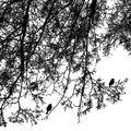 Vector image of silhouettes of tree branches in cold season Royalty Free Stock Photo