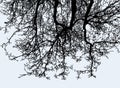 Vector image of silhouettes tree branches in cold sesaon Royalty Free Stock Photo