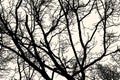 Vector image of silhouettes tree branches in winter forest Royalty Free Stock Photo