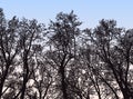 Vector image of silhouettes trees in winter forest against morning sky