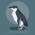 Flat Little Penguin Royalty Free Stock Photo