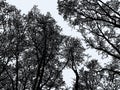 Vector image of trees silhouettes in the winter forest Royalty Free Stock Photo