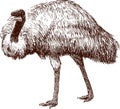 Emu Royalty Free Stock Photo