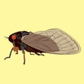 Vector Image of a 17 Year Cicada Royalty Free Stock Photo