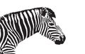 Vector image of an zebra head Royalty Free Stock Photo