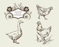 Vector images of goose, chickens and vintage frames.