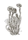 Vector images of medicinal plants. Detailed botanical illustration for your design. Coltsfoot.