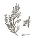 Vector Images Of Medicinal Plants. Detailed Botanical Illustration For Your Design. Hill.