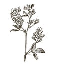 Vector images of medicinal plants. Detailed botanical illustration for your design. Lucerne