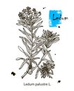 Vector images of medicinal plants. Detailed botanical illustration for your design. Wild Rosemary Rhododendron