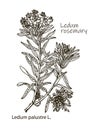 Vector images of medicinal plants. Detailed botanical illustration for your design. Wild Rosemary Rhododendron