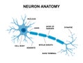 Vector Infographic Of Neuron Anatomy. Medical Chart Human Neuron Structure Illustration. Synapses, Cell Body, Nucleus
