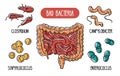 Vector infographics of the bad human gut bacteria