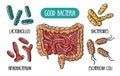 Vector infographics of the good human gut bacteria