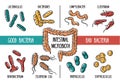 Vector infographics of the human gut microbiota