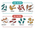 Vector infographics of the human gut microbiota