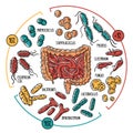 Vector infographics of the human gut microbiota Royalty Free Stock Photo