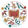 Vector infographics of the human gut microbiota