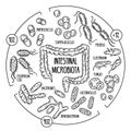 Vector infographics of the human gut microbiota Royalty Free Stock Photo