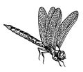 Vector ink drawing dragonfly, hand drawn engraving illustration. Black and white sketch Royalty Free Stock Photo