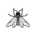 Vector ink drawing fly Royalty Free Stock Photo