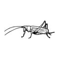 Vector ink drawing grasshopper Royalty Free Stock Photo