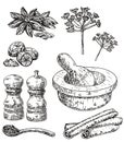 Vector ink hand drawn culinary herbs and spices set Royalty Free Stock Photo