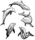 Vector ink hand drawn dolphin icon set