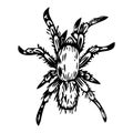 Vector ink illustration of spider Royalty Free Stock Photo